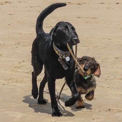 Mila en Oscar (labrador en teckel)