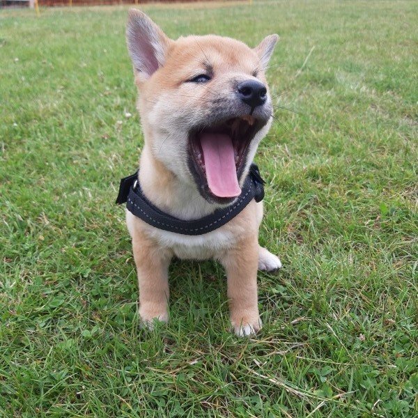 Xeno (shiba inu)