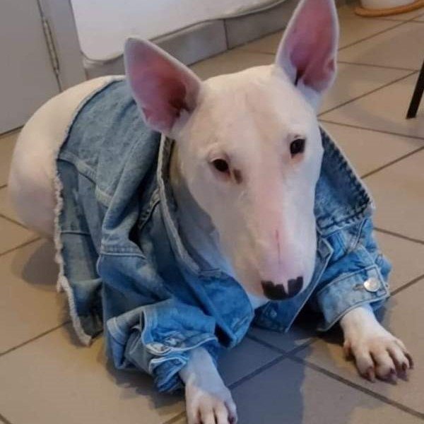 Kita (bull terrier)