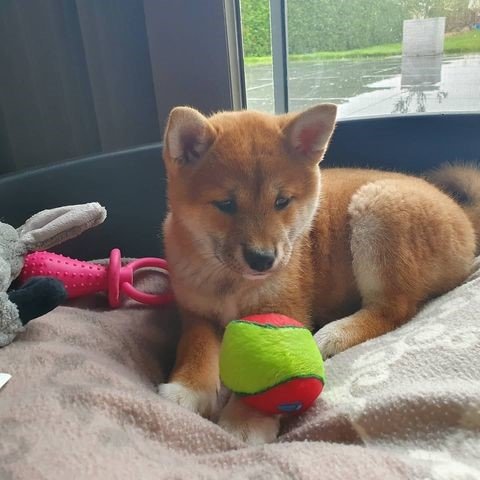 Sita (shiba inu)