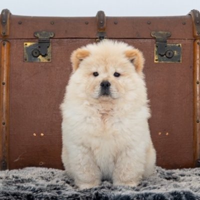 Beau (chow chow)