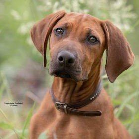 Nala (rhodesian ridgeback)