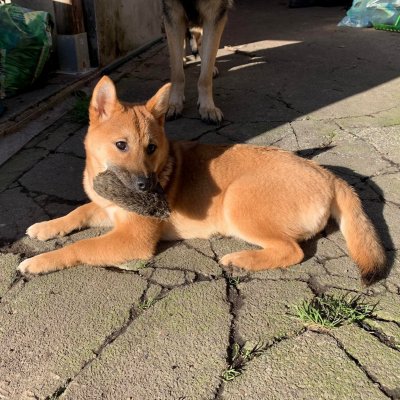 Maya (Shiba Inu)