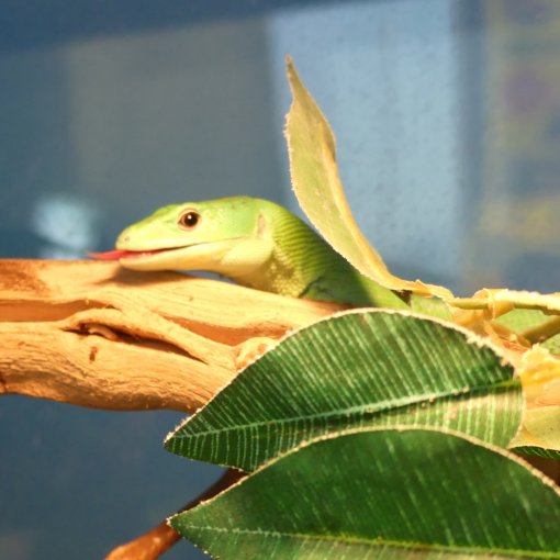 Green keel-bellied lizard