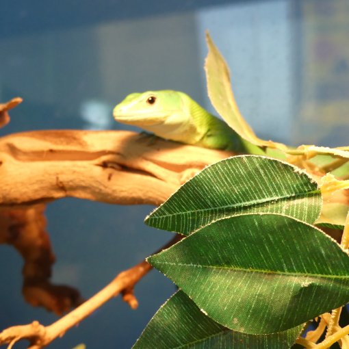 Green keel-bellied lizard2