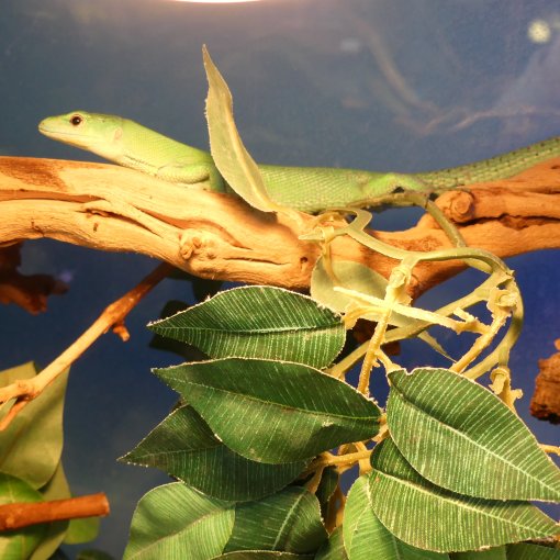Green keel-bellied lizard3