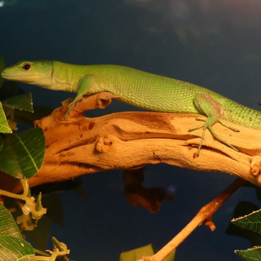 Green keel-bellied lizard4