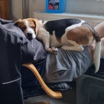 Ruben (Beagle)