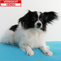 Vlinderhond pups te koop - chiots Papillon à vendre - P1520880(1).jpg