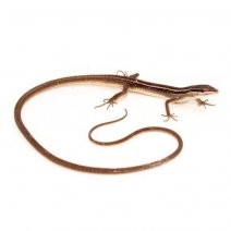 Langstaarthagedis - takydromus sexlineatus