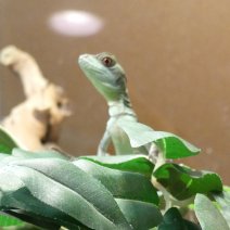 Basilic Vert - Basiliscus