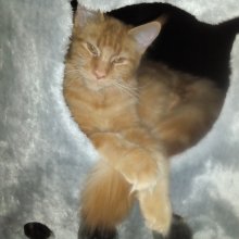 Flokkie (Maine Coon)