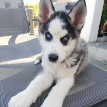 Xato (Husky)