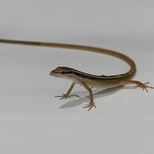 Lézard à Longue Queue