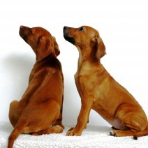 Rhodesian ridgeback