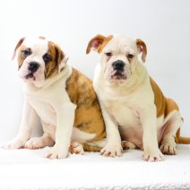 Bouledogue Américain
