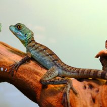 helmbasilisk basiliscus plumifrons P1580062.JPG