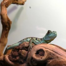helmbasilisk basiliscus plumifrons P1580063.JPG