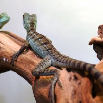 helmbasilisk basiliscus plumifrons P1580064.JPG