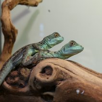 helmbasilisk basiliscus plumifrons P1580065.JPG