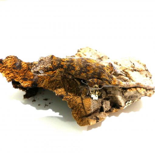 Gargoyle Gekko2