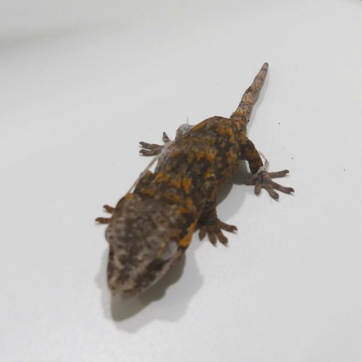 Gargoyle Gekko3