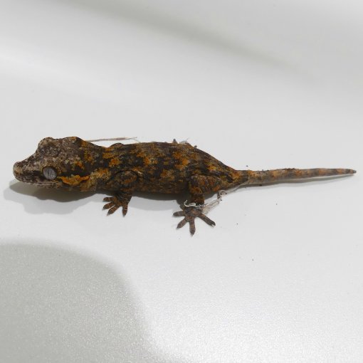 Gargoyle Gekko4