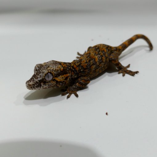 Gargoyle Gekko5