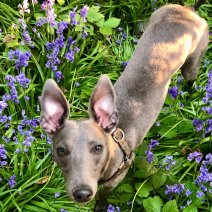 Tuwim (Whippet)