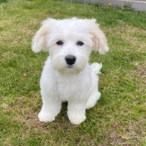 Casper (bichon).png