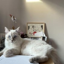 Anastasia (Ragdoll).jpg