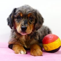 australian retriever6.jpg