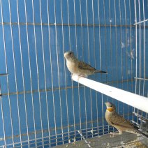 bandvink_16602308.JPG