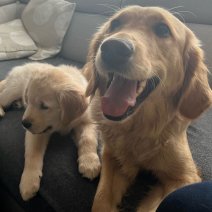 Leyla en Tobi (golden retriever).jpg