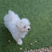Dior (bichon).jpg