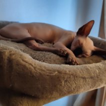 Bowie (Sphynx).jpg