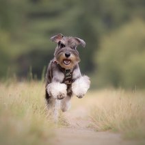 dwergschnauzer fam Peeters.jpg
