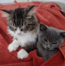 Pablo et Rio (siberische kat en kruising Chartreux).jpg