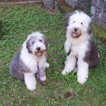 Kira et Leon (Bobtail).jpg