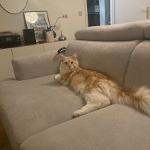 Léo (Maine coon).jpg