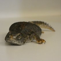 uromastix nigriventris P1050454.JPG
