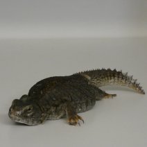 uromastix nigriventris  P1050457.JPG