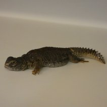 uromastix nigriventris  P1050459.JPG
