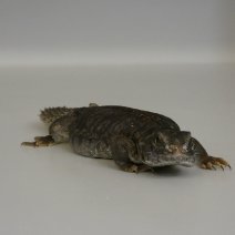 uromastix nigriventris P1050460.JPG