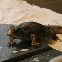 uromastix nigriventris  P1050465.JPG