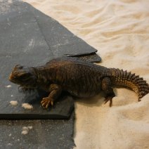 uromastix nigriventris  P1050466.JPG