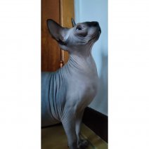 Bowie (Sphynx).jpg