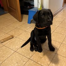 Myki (labrador).jpg