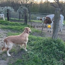 Nala (Golden retriever).jpg