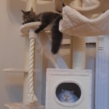 Snow (Ragdoll)en Garon (Maine Coon)